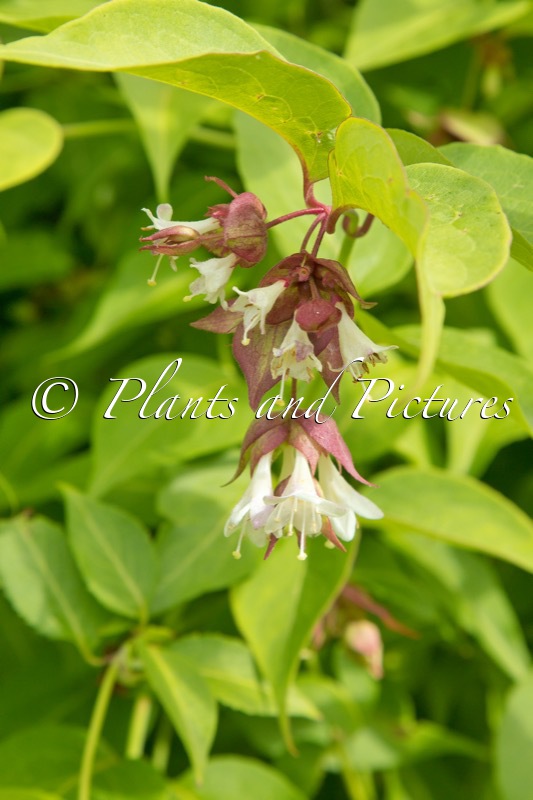 Leycesteria formosa