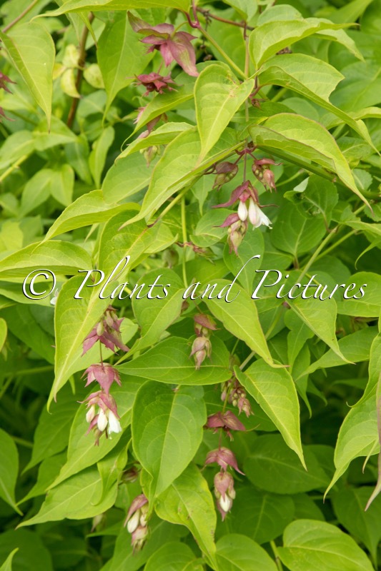 Leycesteria formosa