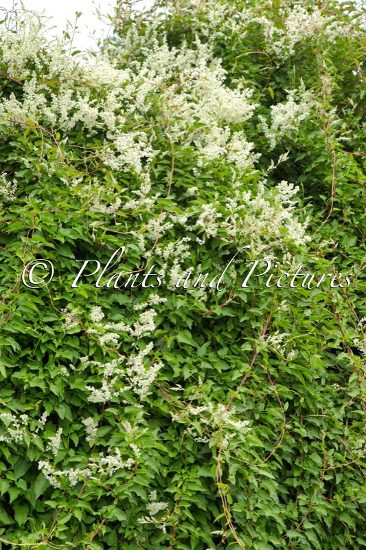 Fallopia baldschuanica