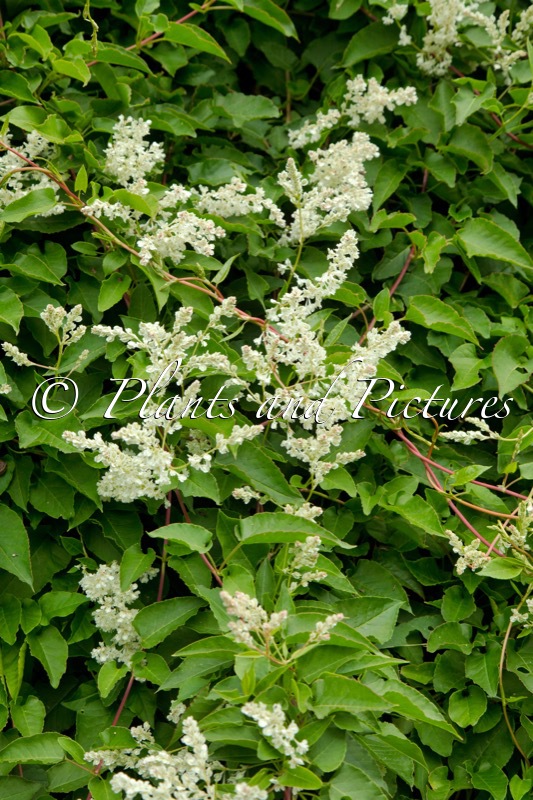 Fallopia baldschuanica