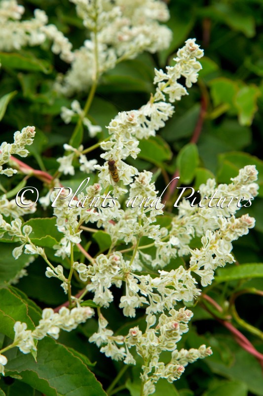 Fallopia baldschuanica