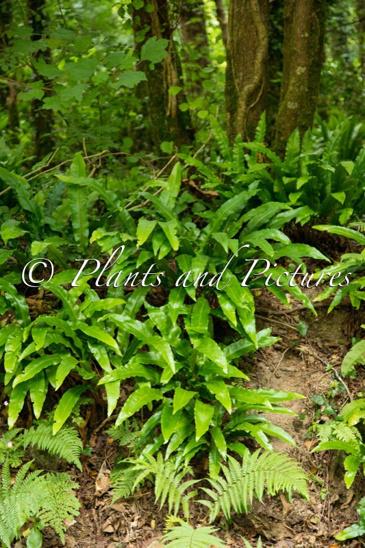 Asplenium scolopendrium
