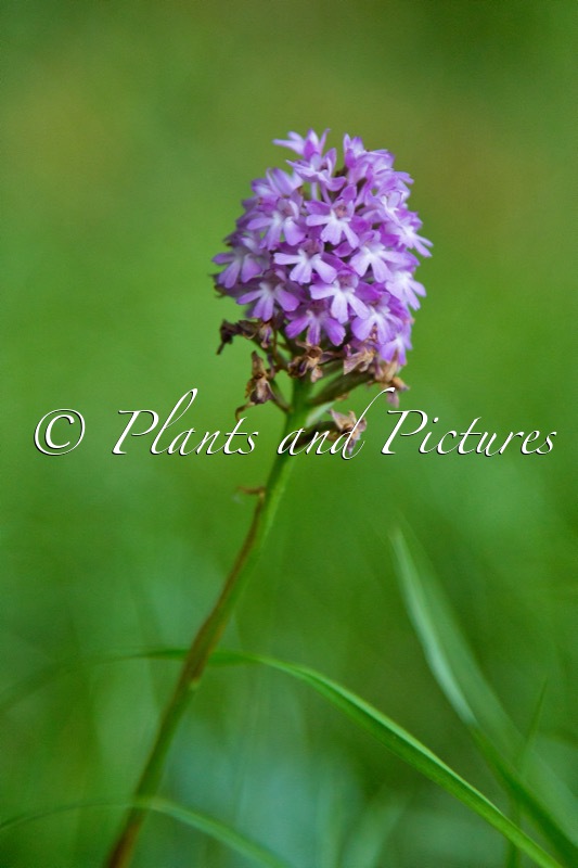 Anacamptis pyramidalis