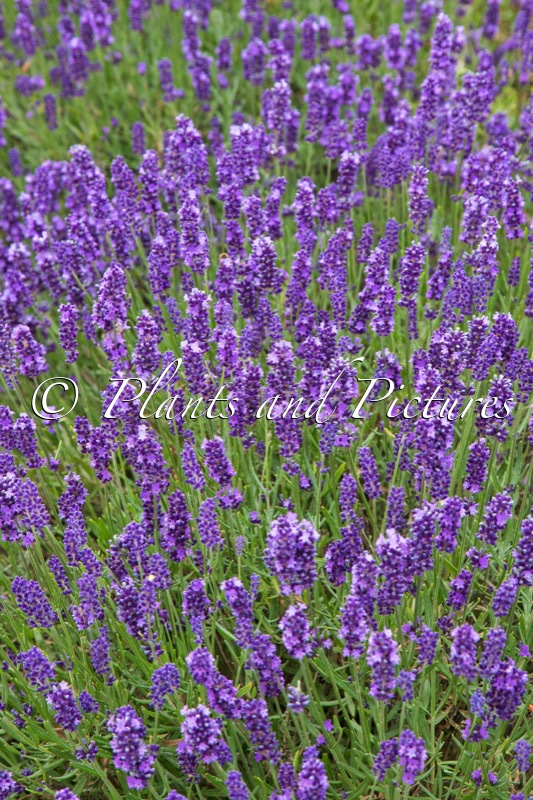 Lavandula angustifolia ‘Arbelpaso’ (HAVANA)