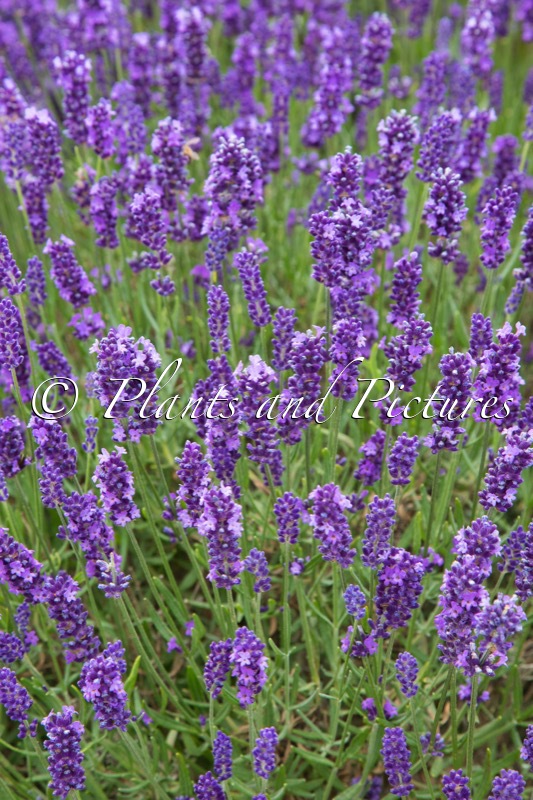 Lavandula angustifolia ‘Arbelpaso’ (HAVANA)