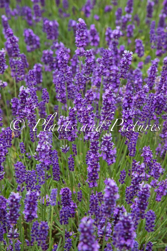 Lavandula angustifolia ‘Arbelpaso’ (HAVANA)