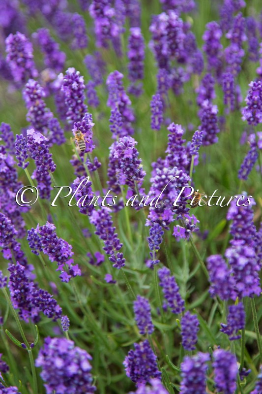 Lavandula angustifolia ‘Arbelpaso’ (HAVANA)