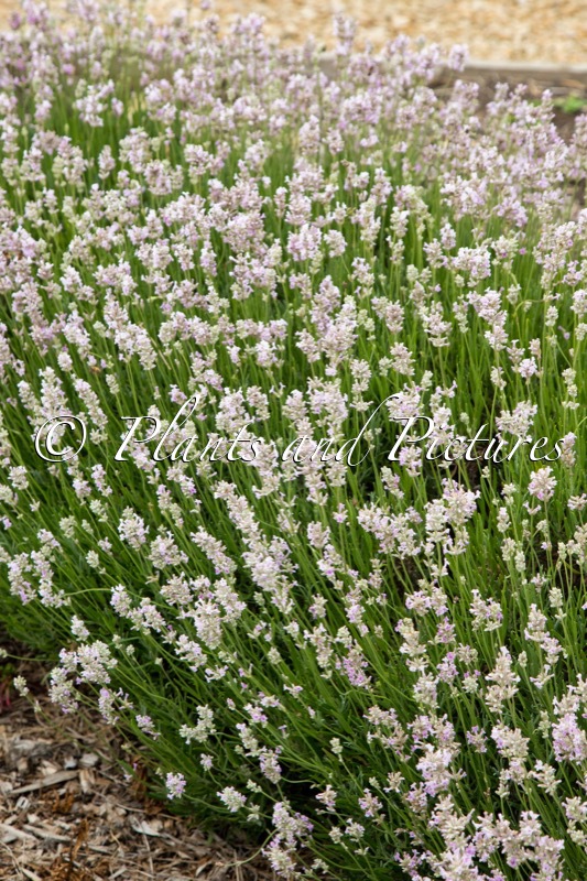 Lavandula angustifolia ‘Rosea’