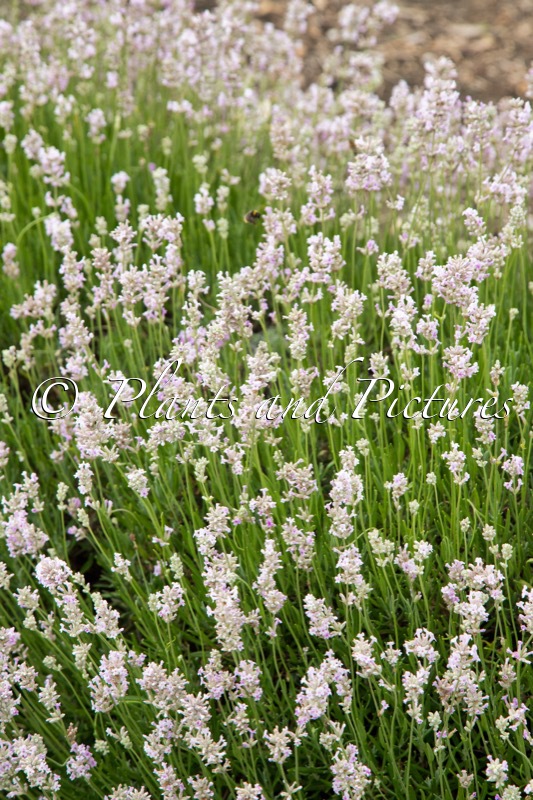 Lavandula angustifolia ‘Rosea’