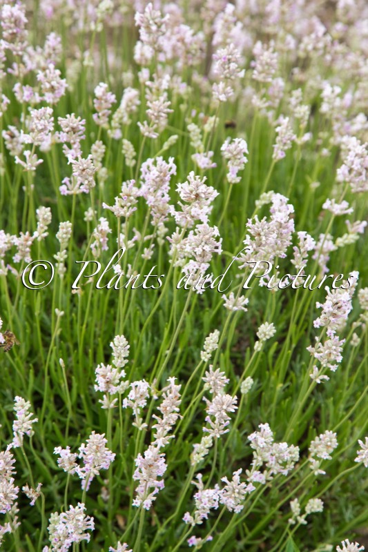 Lavandula angustifolia ‘Rosea’