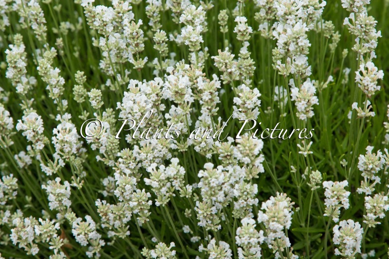Lavandula angustifolia ‘Arctic Snow’