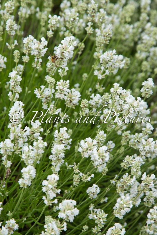 Lavandula angustifolia ‘Arctic Snow’