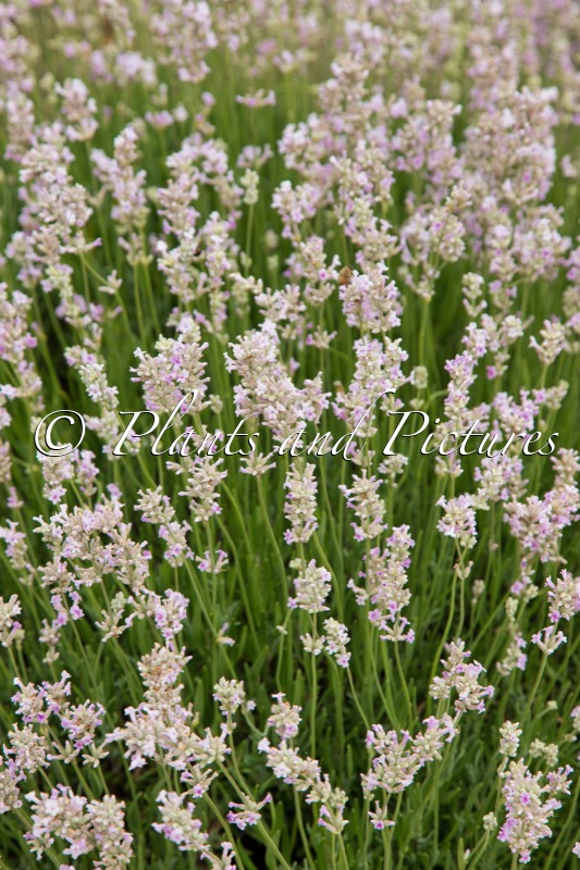 Lavandula angustifolia ‘Thumbelina Leigh’