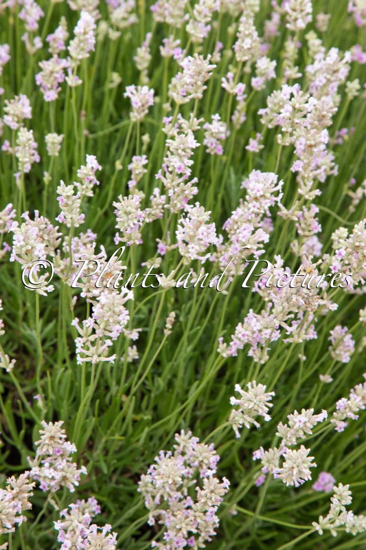 Lavandula angustifolia ‘Thumbelina Leigh’