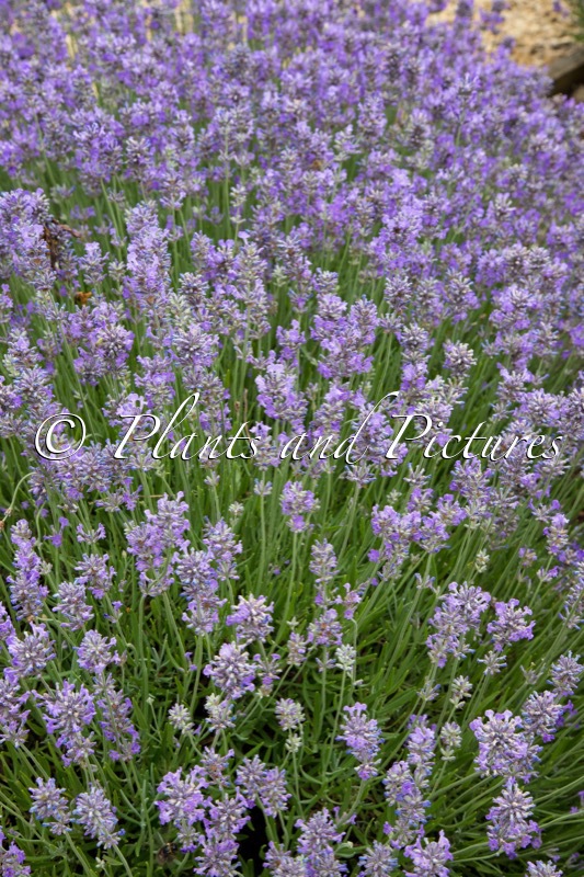 Lavandula angustifolia ‘Twickel Purple’