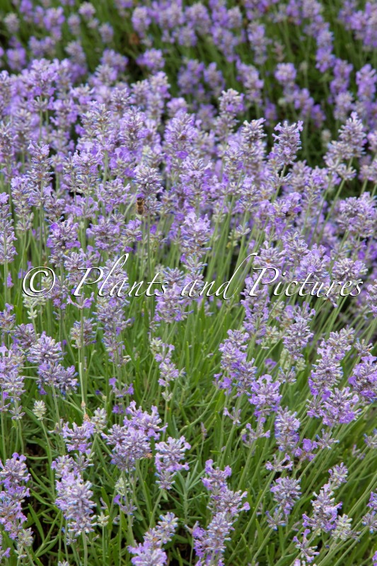 Lavandula angustifolia ‘Twickel Purple’