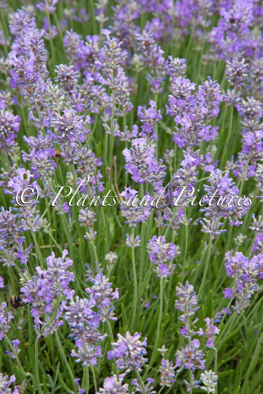 Lavandula angustifolia ‘Twickel Purple’