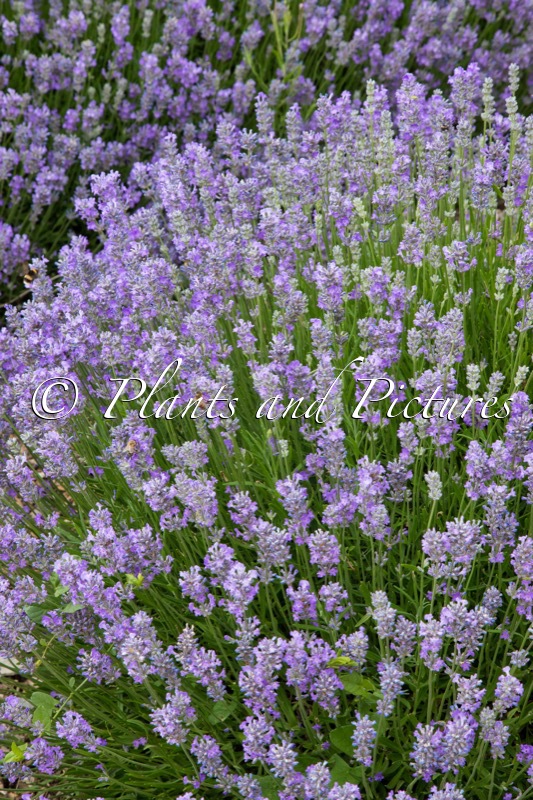 Lavandula angustifolia ‘Batlad’ (LITTLE LADY)
