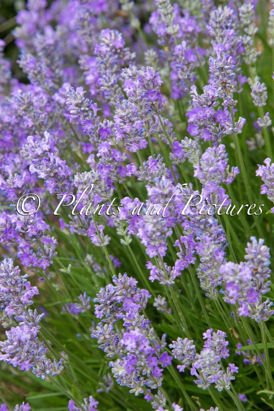 Lavandula angustifolia ‘Batlad’ (LITTLE LADY)