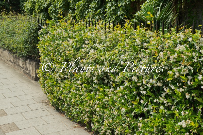 Trachelospermum jasminoides