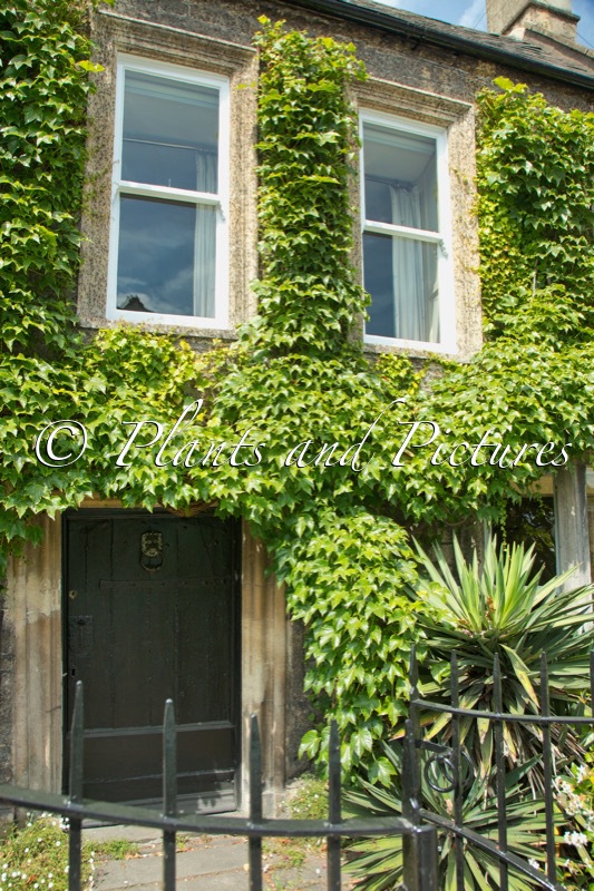 Parthenocissus tricuspidata