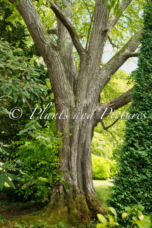 Cercidiphyllum japonicum