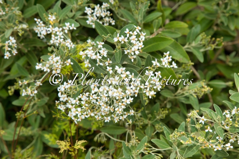 Olearia waikariensis ‘Sonia’