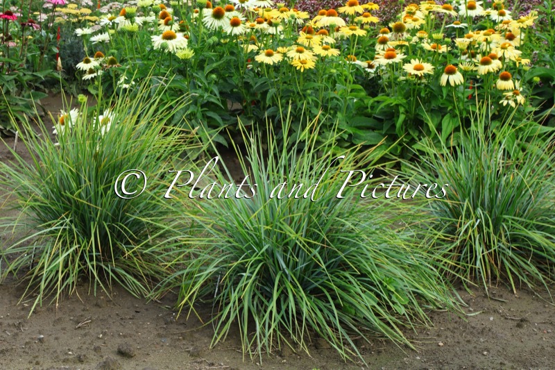 Sesleria heufleriana ‘JS Sowieso’ (BLUE PORCPINE)