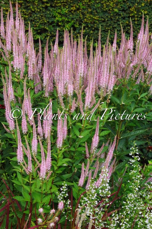 Veronicastrum virginicum ‘Miss World’