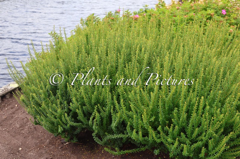 Ligustrum sinense ‘Eugene Clive’