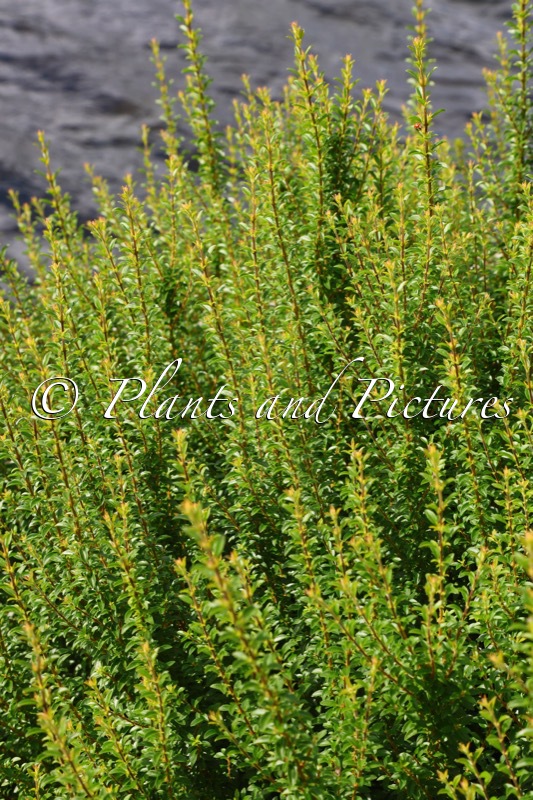 Ligustrum sinense ‘Eugene Clive’