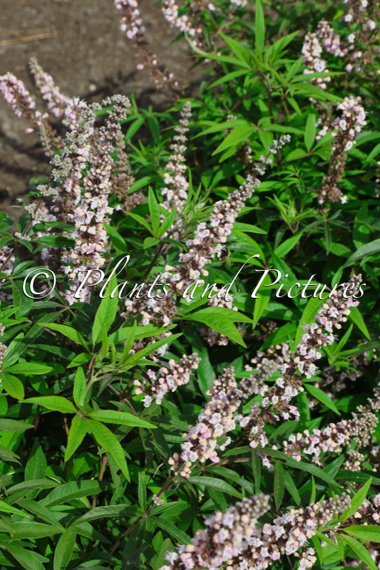 Vitex agnus-castus ‘Bailtextwo’ (GALACTIC PINK)