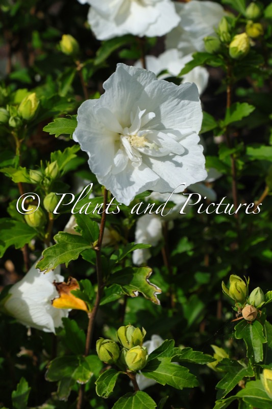 Hibiscus syriacus ‘Notwoodtwo’ (WHITE CHIFFON)
