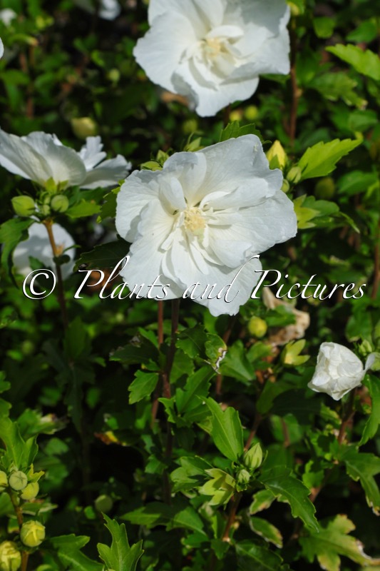 Hibiscus syriacus ‘Notwoodtwo’ (WHITE CHIFFON)