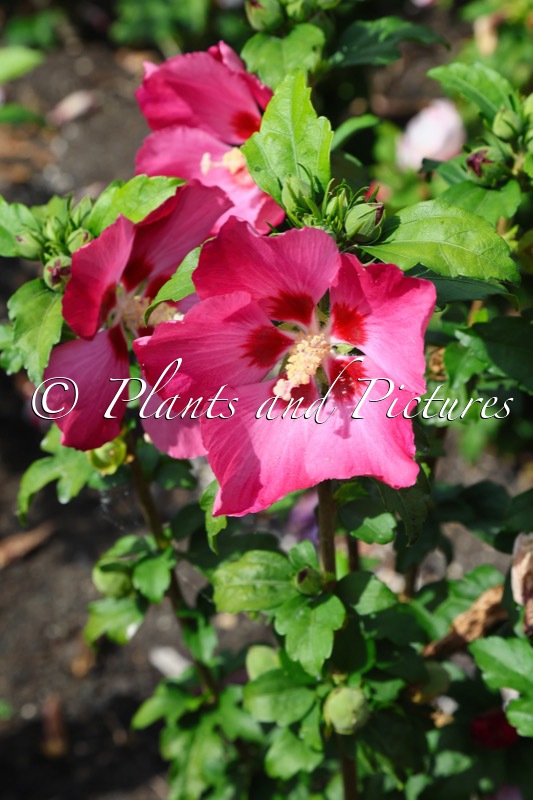 Hibiscus syriacus ‘Woodbridge’
