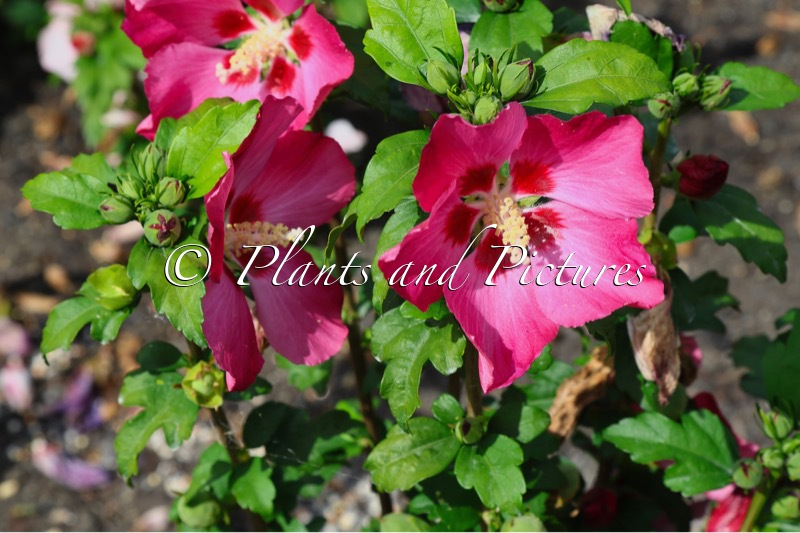 Hibiscus syriacus ‘Woodbridge’