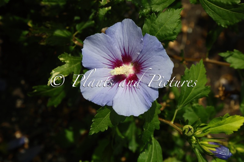 Hibiscus syriacus ‘Marina’