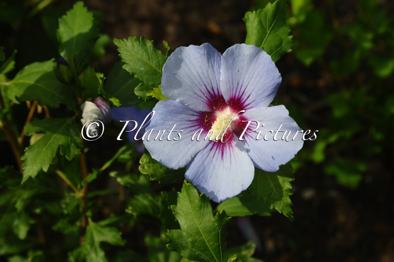 Hibiscus syriacus ‘Marina’