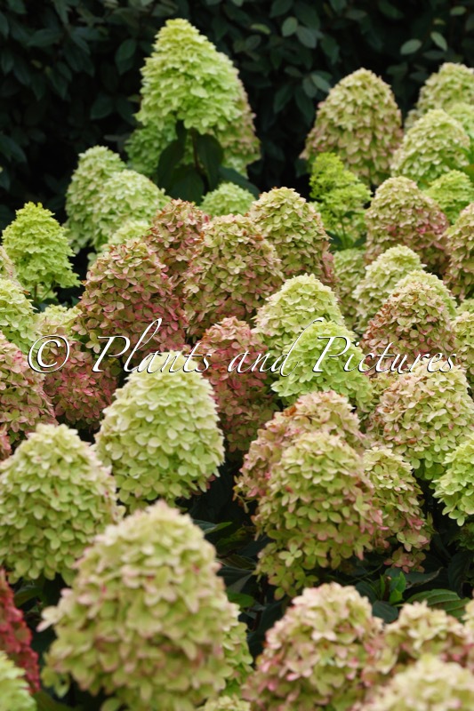 Hydrangea paniculata ‘Bokraflame’ (COCKTAIL; MAGICAL CANDLE)