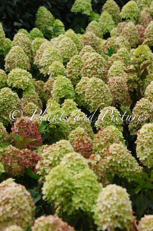 Hydrangea paniculata ‘Bokraflame’ (COCKTAIL; MAGICAL CANDLE)