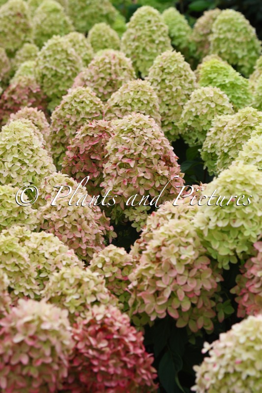Hydrangea paniculata ‘Bokraflame’ (COCKTAIL; MAGICAL CANDLE)