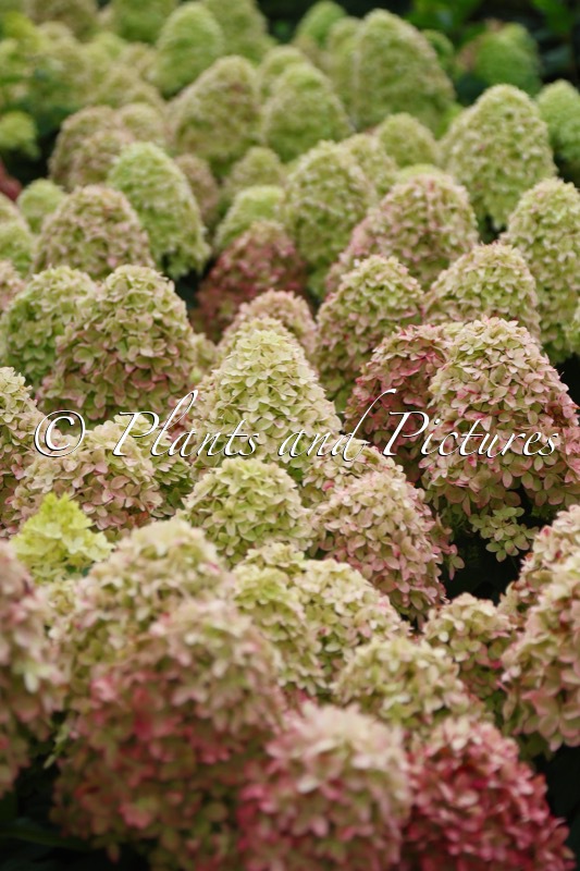 Hydrangea paniculata ‘Bokraflame’ (COCKTAIL; MAGICAL CANDLE)