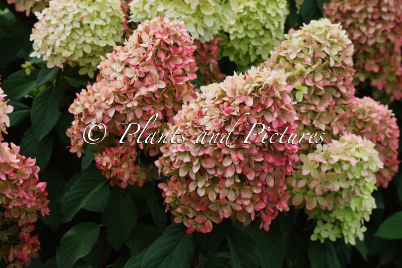 Hydrangea paniculata ‘Bokraflame’ (COCKTAIL; MAGICAL CANDLE)