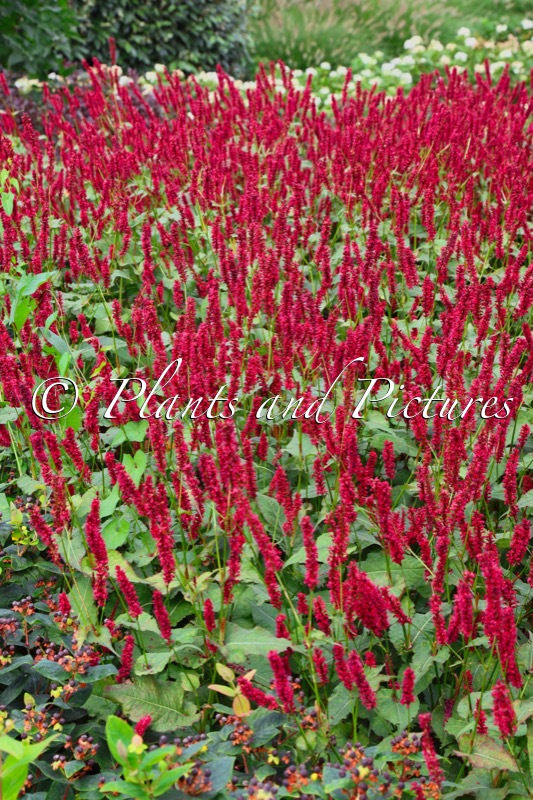 Persicaria amplexicaulis ‘Bokrafire’ (BONFIRE)