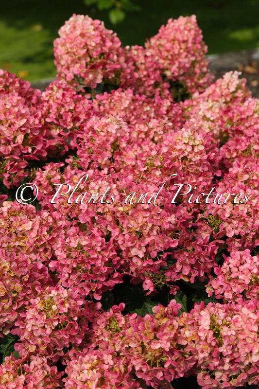 Hydrangea paniculata ‘LC NO16’ (LIVING LITTLE ROSY)