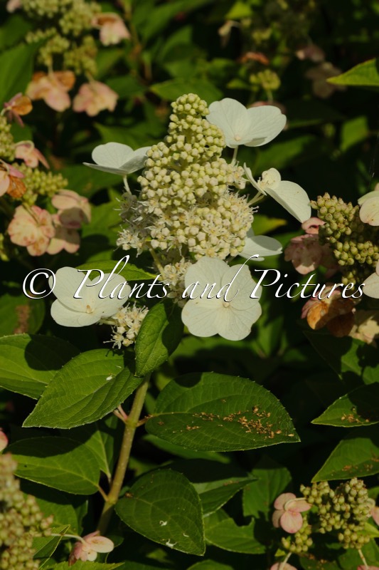 Hydrangea paniculata ‘Tender Rose’