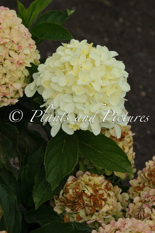 Hydrangea paniculata LIVINGNO1633-1