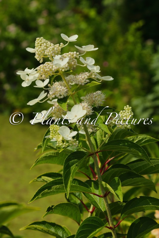 Hydrangea paniculata ‘Dolprim’ (PRIM WHITE)