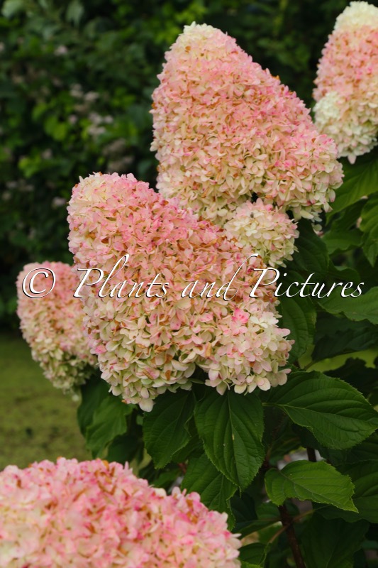 Hydrangea paniculata ‘LC NO2’ (LIVING CANDY LOVE)