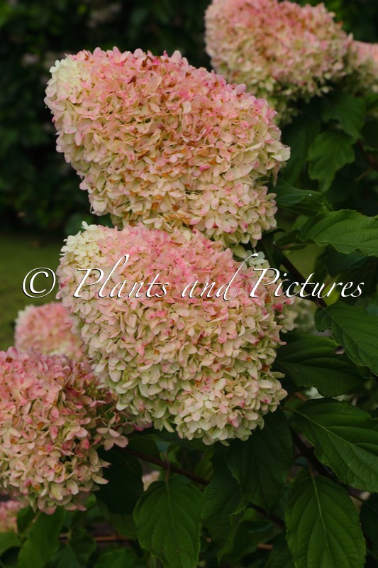 Hydrangea paniculata ‘LC NO2’ (LIVING CANDY LOVE)